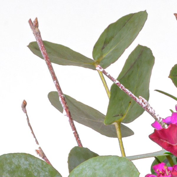floraprima Blumenstrauß Sensation mit Vase Clearance-Verkauf