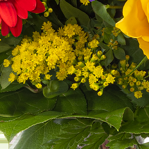 floraprima Blumenstrauß Blütenfee mit Vase Black Friday Preise
