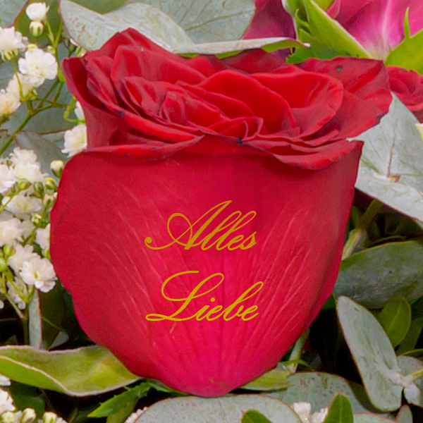 floraprima Blumenstrauß „Alles Liebe“ mit Vase & Ferrero Giotto 3er 50% Rabatt für begrenzte Zeit