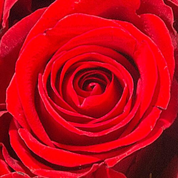 floraprima Rosenherz Ti Amo Kostenloser Versand