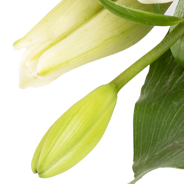 floraprima Liegestrauß Liebevoller Gruß Limitierter Zeitrabatt