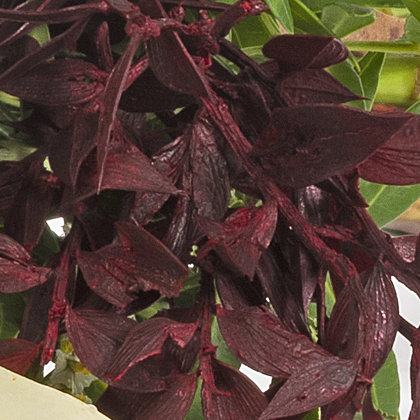 floraprima Liegestrauß in Weiß und Rot Fabrik Onlineshop