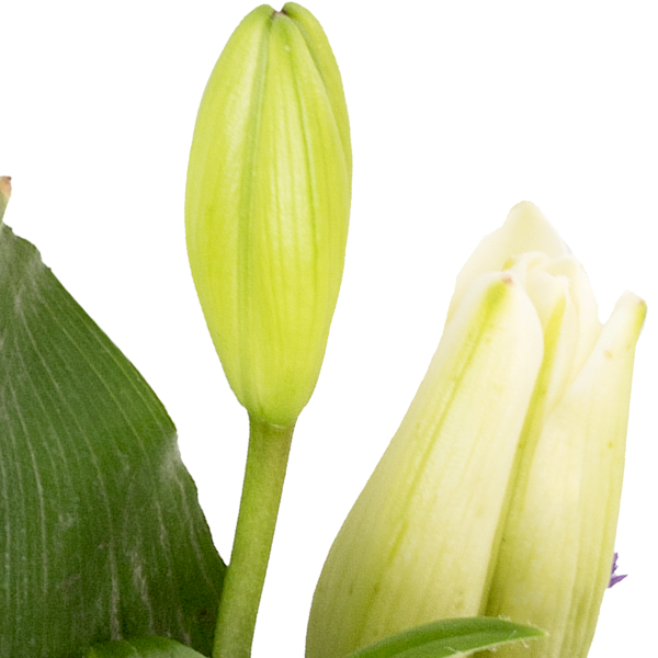 floraprima Trauerkranz in Weiß und Lila Fabrikpreis