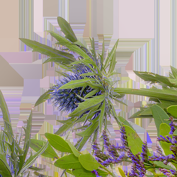 floraprima Liegestrauß Verbundenheit Vatertagsangebot