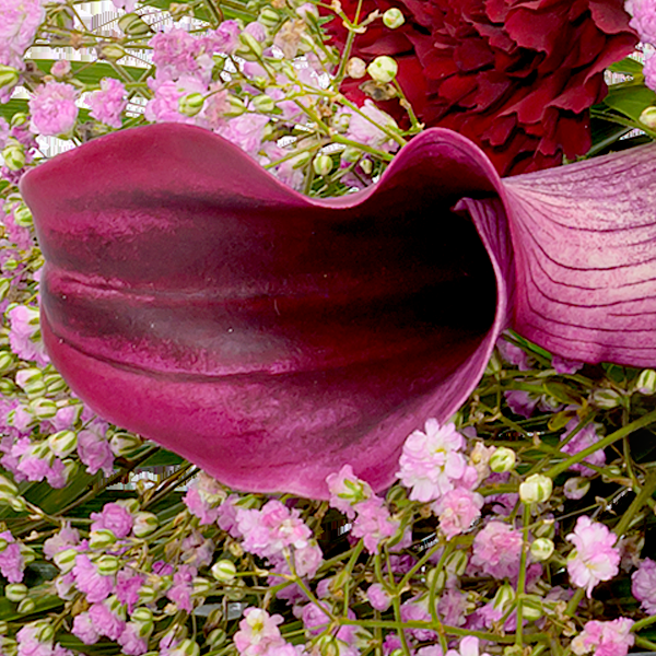 floraprima Liegestrauß In Liebe Valentinstagsangebot