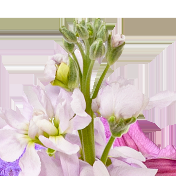floraprima Premiumstrauß Blütensensation mit Premiumvase & Ferrero Giotto 3er