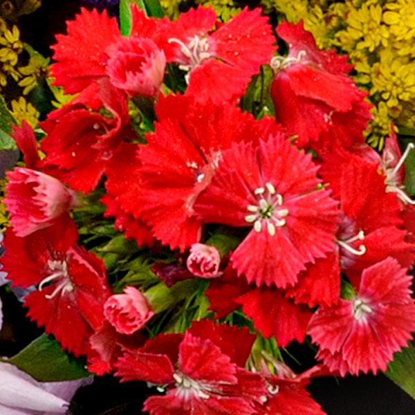 floraprima Premiumstrauß Blütensensation mit Premiumvase & Ferrero Giotto 3er Riesige Ersparnisse