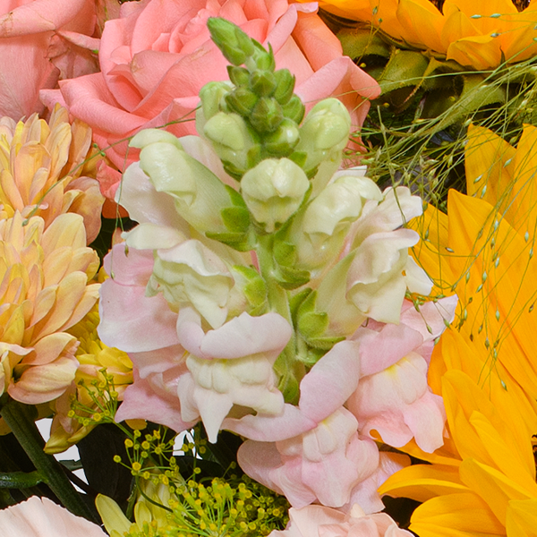 floraprima Premiumstrauß Prachtvoll mit Premiumvase & Ferrero Giotto 3er Kostenlose Rückgabe