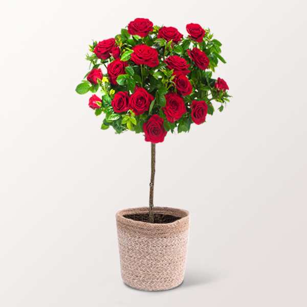 floraprima Rotes Rosenstämmchen mit Ferrero Giotto 3er Saisonschlussverkauf