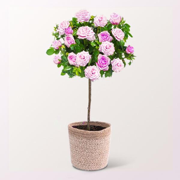 floraprima Rosa Rosenstämmchen mit Ferrero Giotto 3er Black Friday