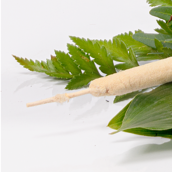 floraprima Liegestrauß in Weiß Osterangebot