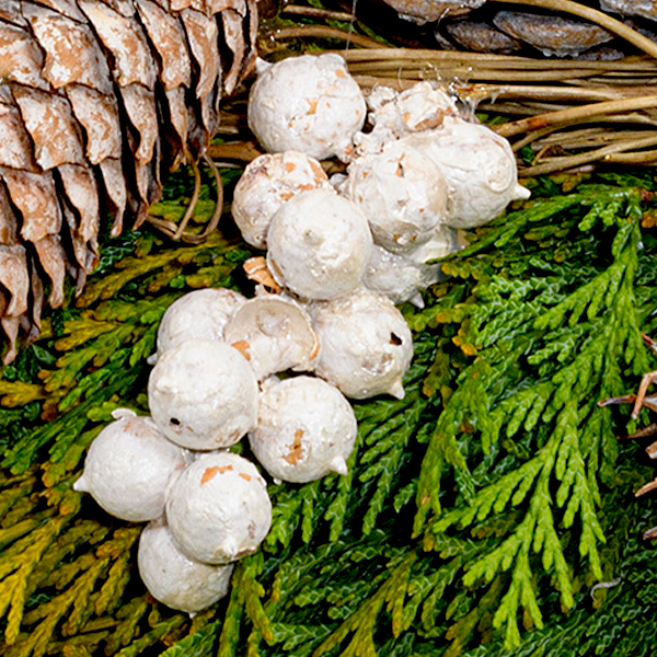 floraprima Trauerkranz Nie vergessen Jubiläumsangebot