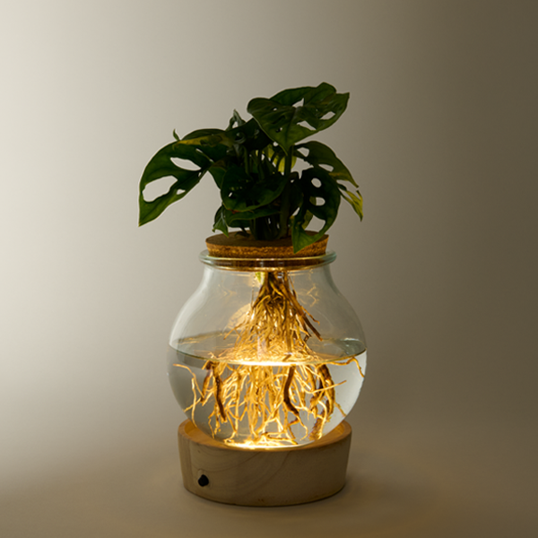 floraprima Waterplant Monstera mit LED-Licht