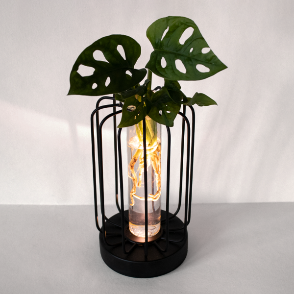 floraprima Waterplant Monstera im runden Metallgefäß Zeitlich begrenztes Angebot