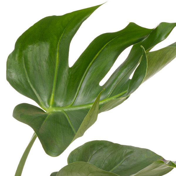 floraprima Monstera Deliciosa