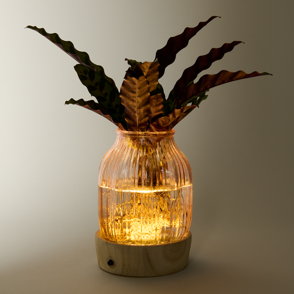 floraprima Waterplant Calathea mit LED-Licht Neuheiten