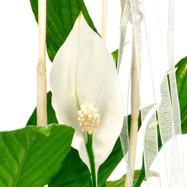 floraprima Große Friedenslilie Saisonale Angebote