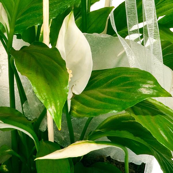 floraprima Große Friedenslilie Saisonale Angebote