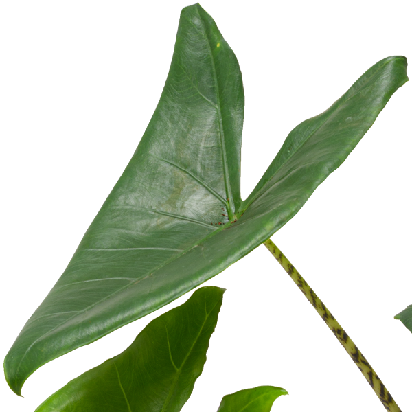floraprima Pfeilblatt (Alocasia Zeberina) Räumungsverkauf