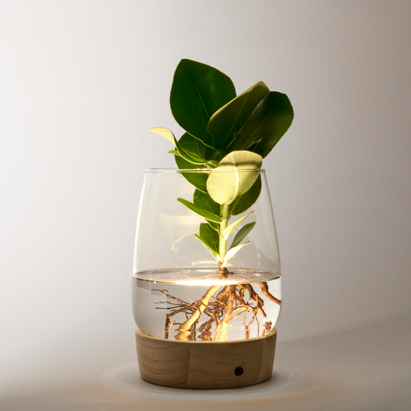 floraprima Waterplant Clusia mit LED-Licht