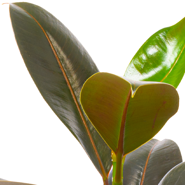 floraprima Gummibaum (Ficus Elastica Robusta)