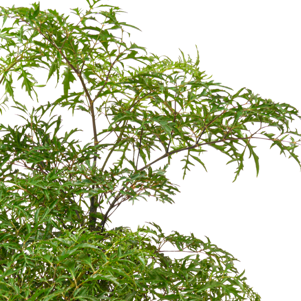 floraprima Aralia Riesige Ersparnisse