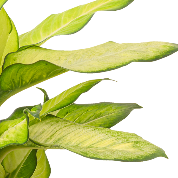 floraprima Dieffenbachia Summer Style