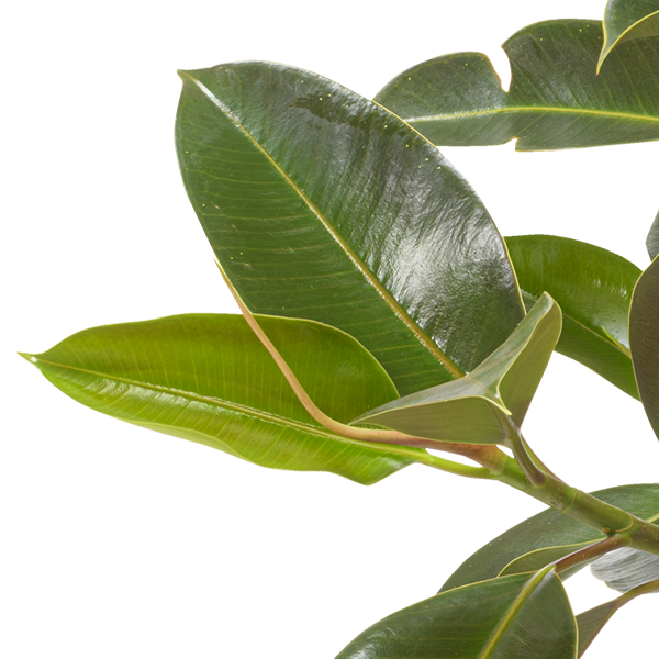floraprima Gummibaum (Ficus Elastica)