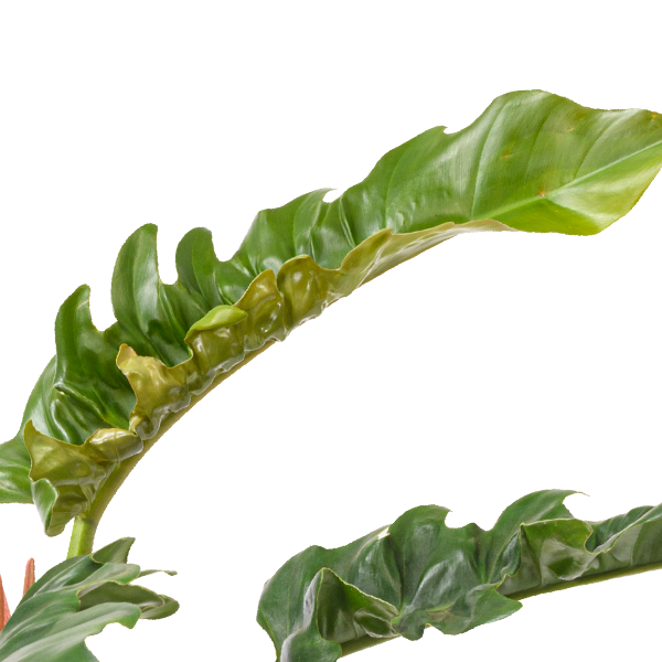 floraprima Philodendron Narrow Kostenlose Rückgabe