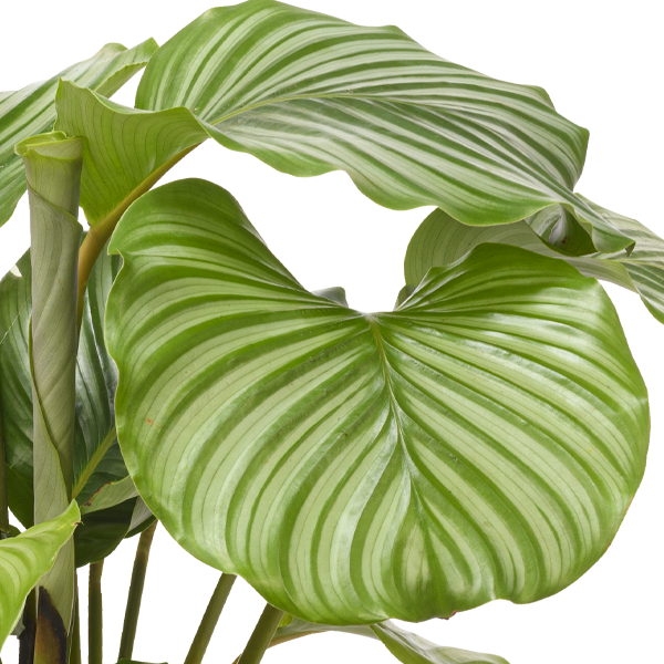 floraprima Calathea Orbifolia Begrenzte Freigabe