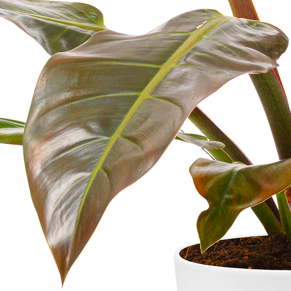 floraprima Philodendron Imperial Red