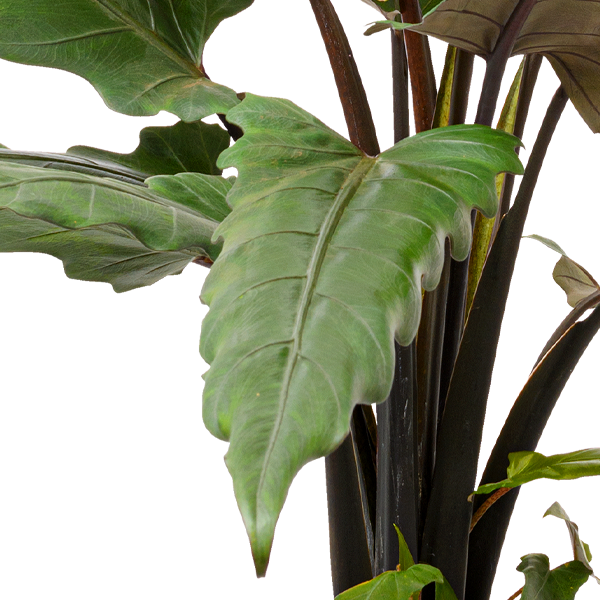floraprima Pfeilblatt (Alocasia Lauterbachiana) JETZT KAUFEN