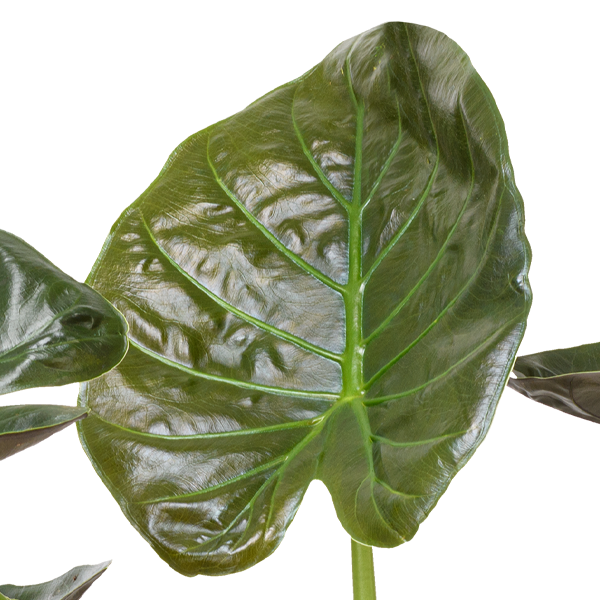 floraprima Pfeilblatt (Alocasia wentii)