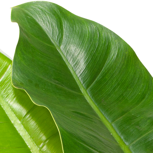 floraprima Philodendron Imperial Green Letzte 2 Tage