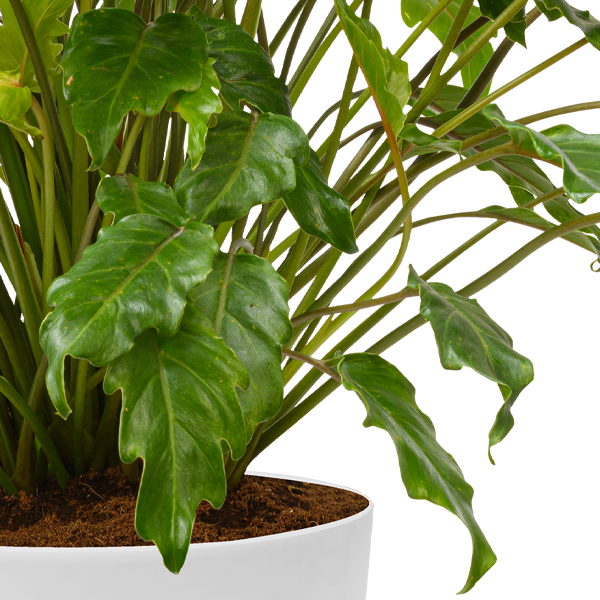 floraprima Philodendron Xanadu Letzter Tag